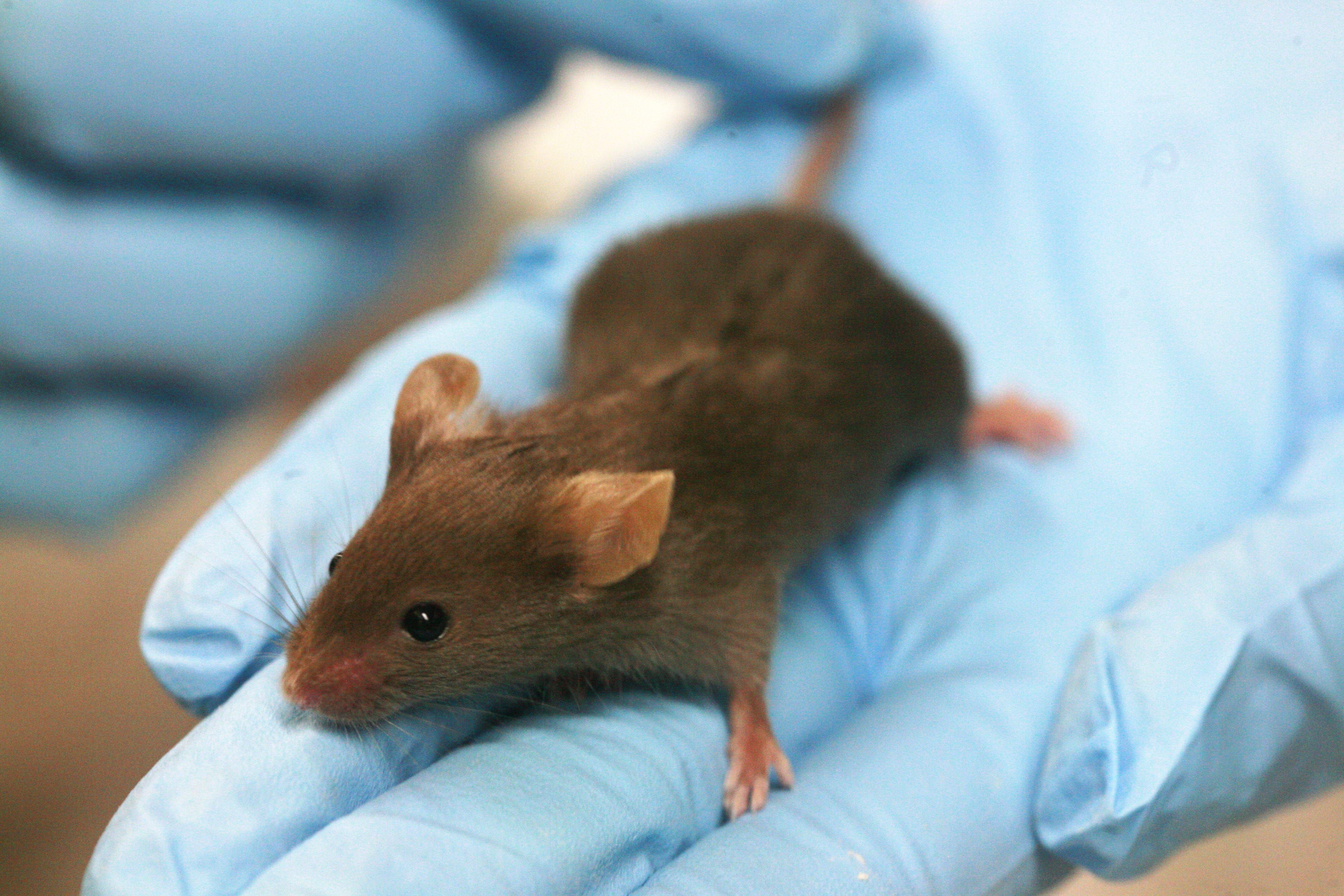 mice-based e-cigarette studies